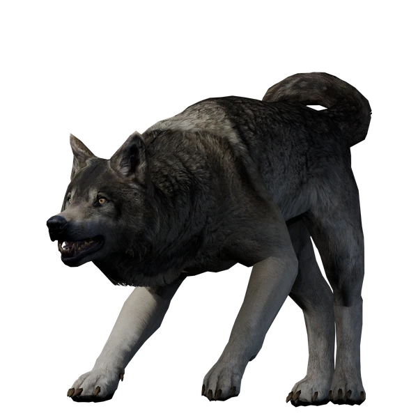 Dire Wolves